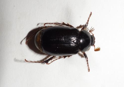 Elaphocera ibicensis